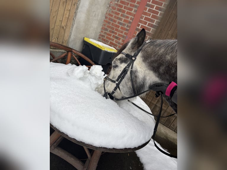 Connemara Mix Wallach 8 Jahre 146 cm Apfelschimmel in Iserlohn