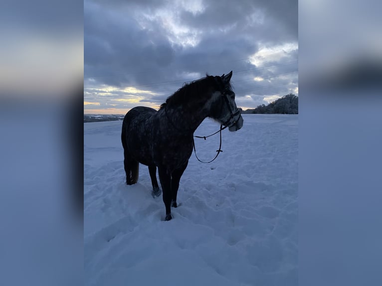 Connemara Mix Wallach 8 Jahre 146 cm Apfelschimmel in Iserlohn