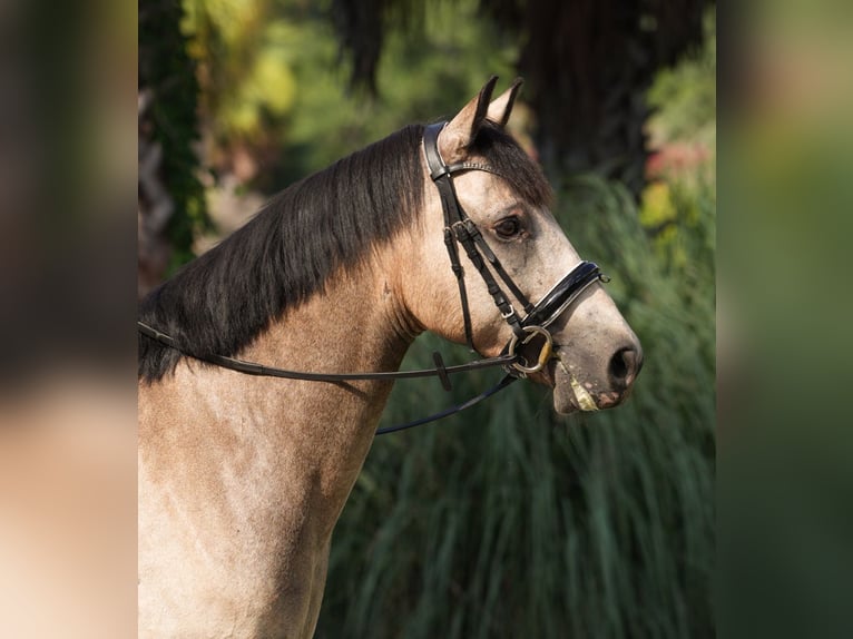 Connemara Wallach 8 Jahre 147 cm Falbe in Micanopy