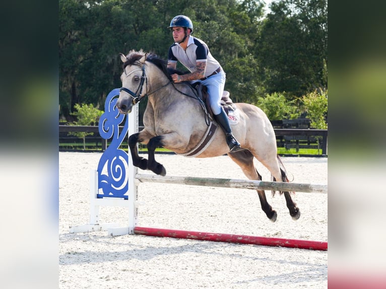 Connemara Wallach 8 Jahre 147 cm Falbe in Micanopy