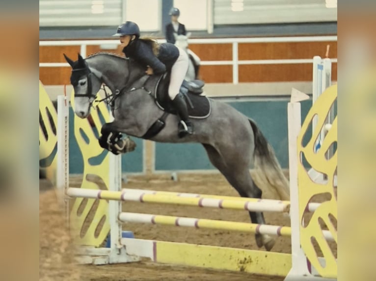 Connemara Wallach 8 Jahre 148 cm Schimmel in Sligo