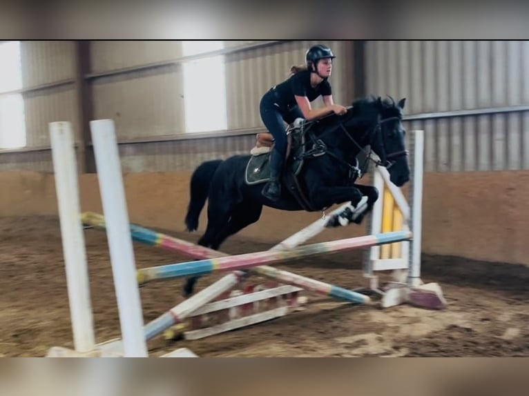 Connemara Wallach 8 Jahre 148 cm Schimmel in Sligo