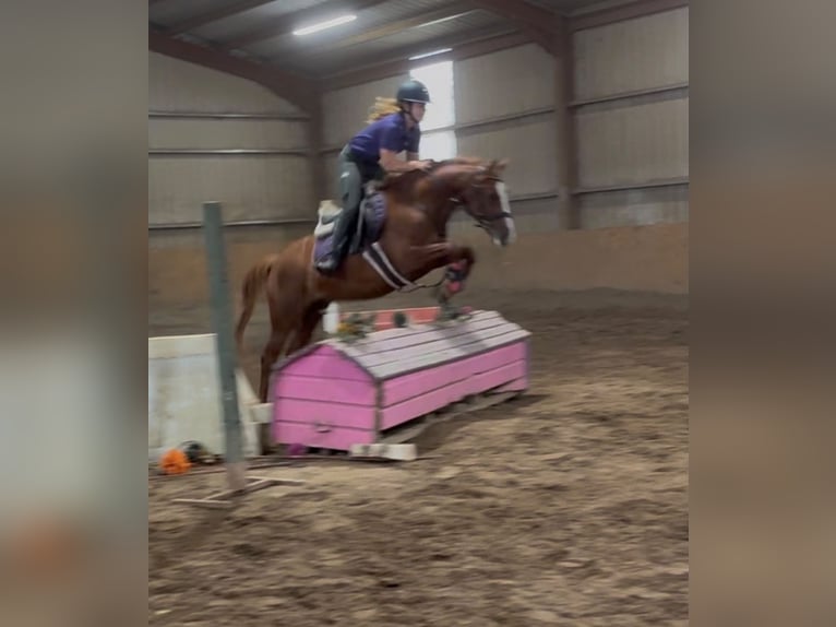 Connemara Wallach 8 Jahre 148 cm Schimmel in Sligo