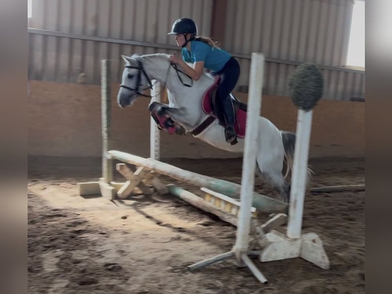 Connemara Wallach 8 Jahre 148 cm Schimmel in Sligo