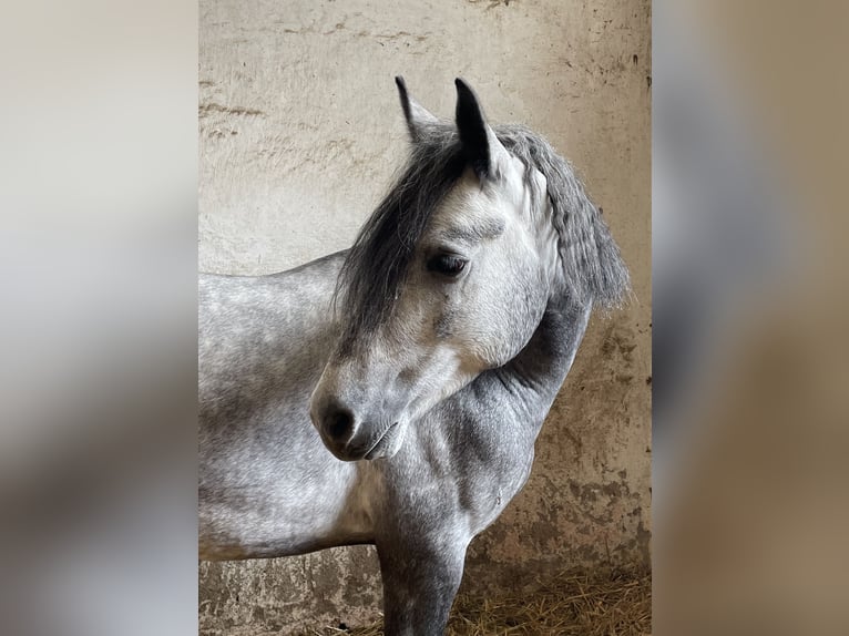 Connemara Wallach 8 Jahre 150 cm White in Icking