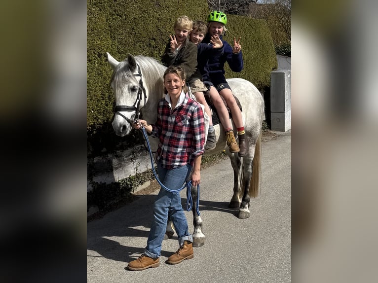 Connemara Wallach 8 Jahre 150 cm White in Icking
