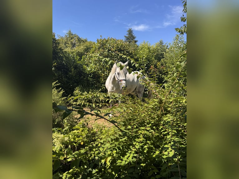 Connemara Wallach 8 Jahre 150 cm White in Icking