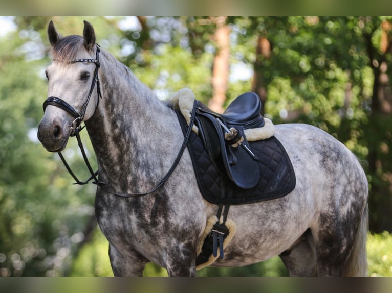 Connemara Wallach 8 Jahre 160 cm Apfelschimmel in Berlin