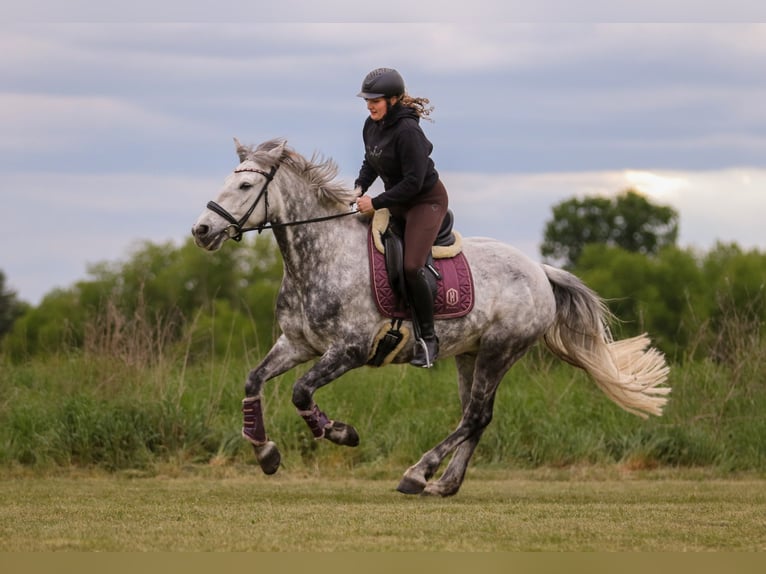 Connemara Wallach 8 Jahre 160 cm Apfelschimmel in Berlin