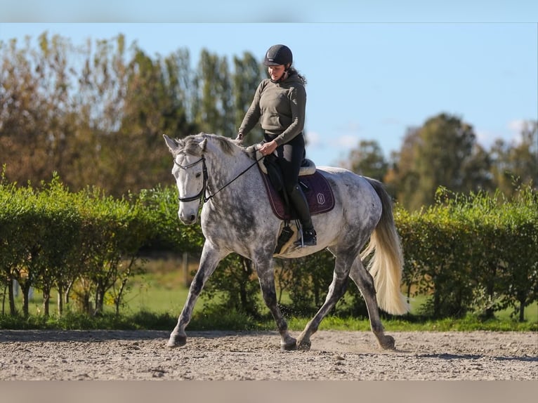 Connemara Wallach 8 Jahre 160 cm Apfelschimmel in Berlin