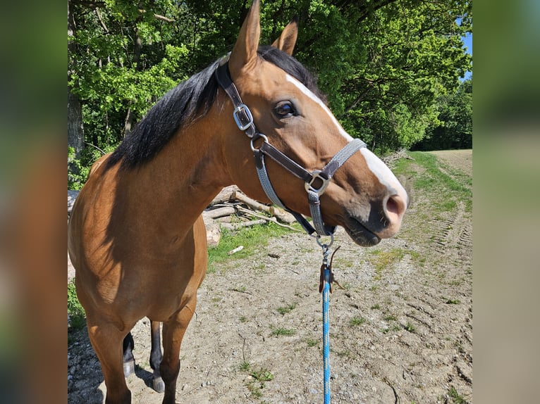 Connemara Mix Wallach 8 Jahre 165 cm in Blaufelden