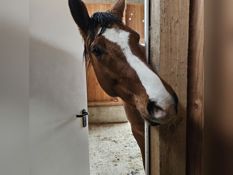 Connemara Mix Wallach 8 Jahre 165 cm in Blaufelden
