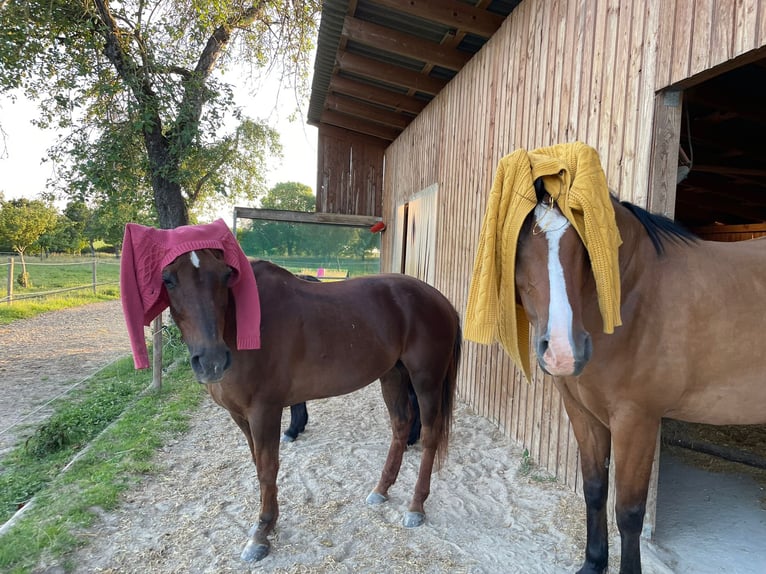 Connemara Mix Wallach 8 Jahre 165 cm in Blaufelden