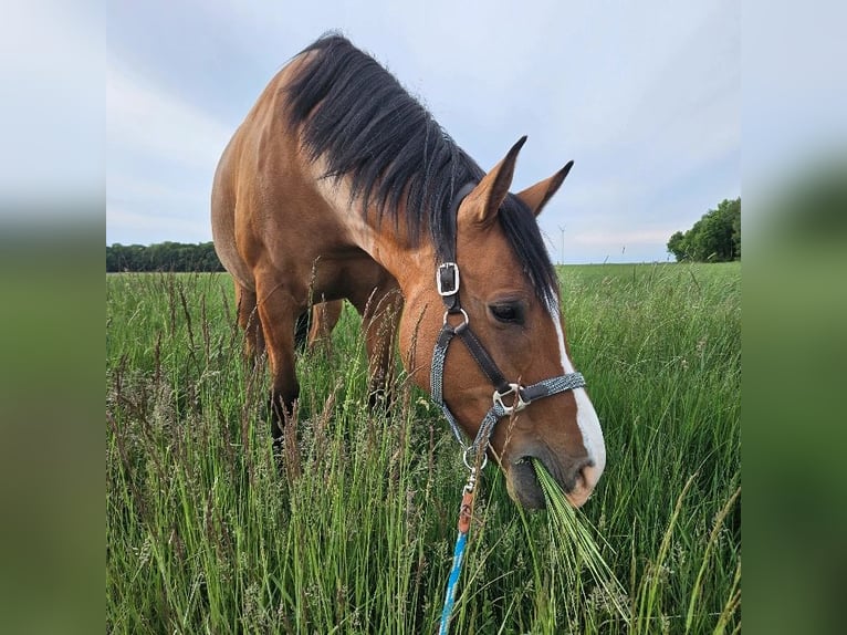 Connemara Mix Wallach 8 Jahre 165 cm in Blaufelden