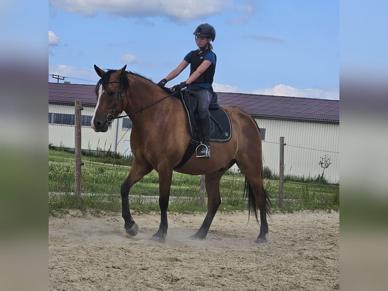 Connemara Mix Wallach 8 Jahre 165 cm in Blaufelden