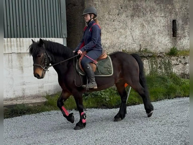 Connemara Wallach 8 Jahre Rotbrauner in Sligo