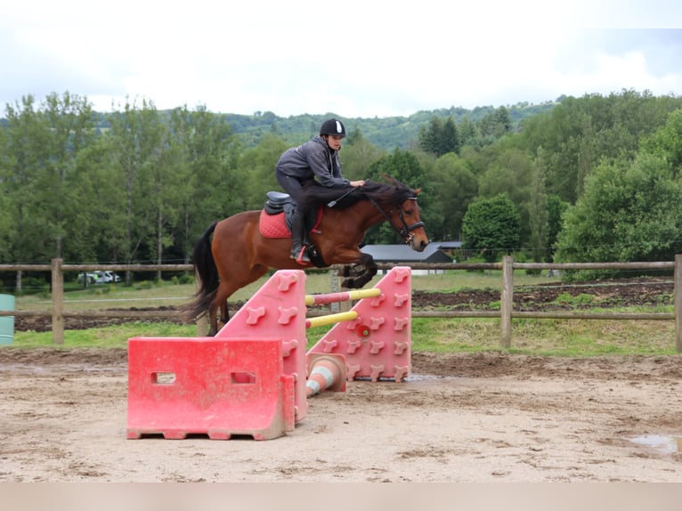 Connemara Wallach 9 Jahre 135 cm Brauner in st genes champesp