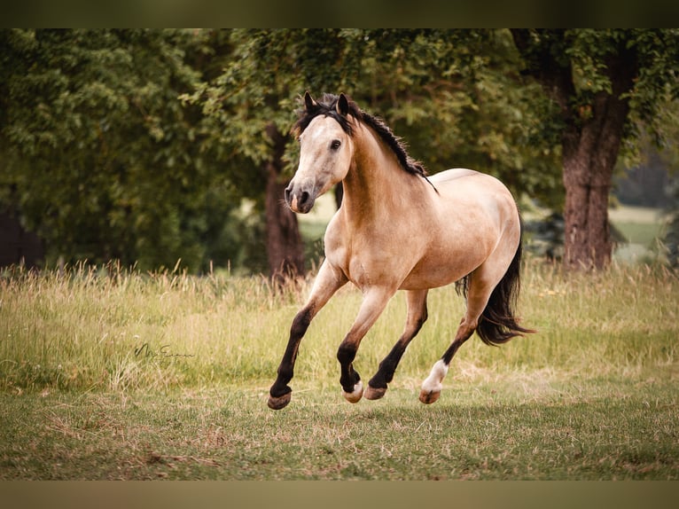 Connemara Wallach 9 Jahre 145 cm Falbe in Pyrbaum