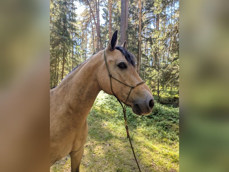 Connemara Wallach 9 Jahre 145 cm Falbe in Pyrbaum