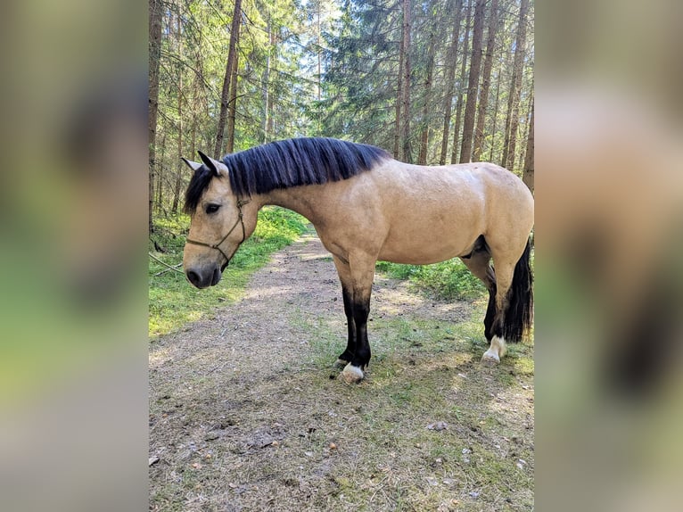 Connemara Wallach 9 Jahre 145 cm Falbe in Pyrbaum