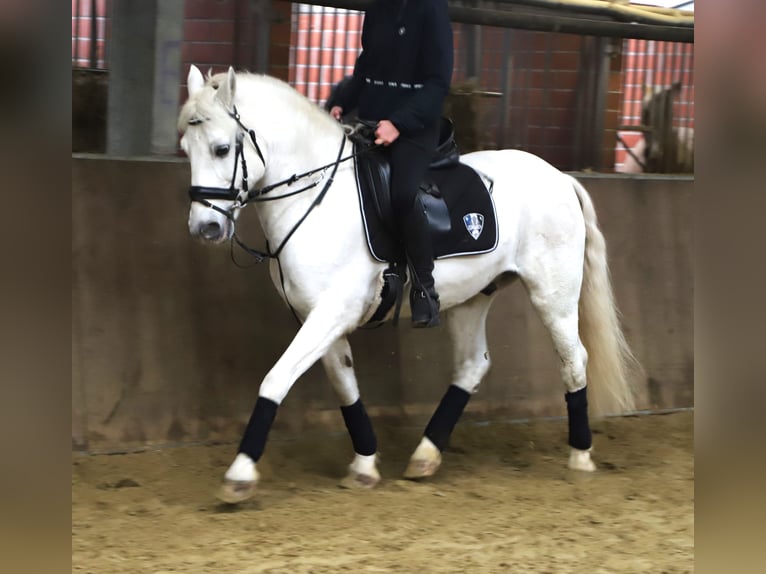 Connemara Mix Wallach 9 Jahre 146 cm Schimmel in uelsen