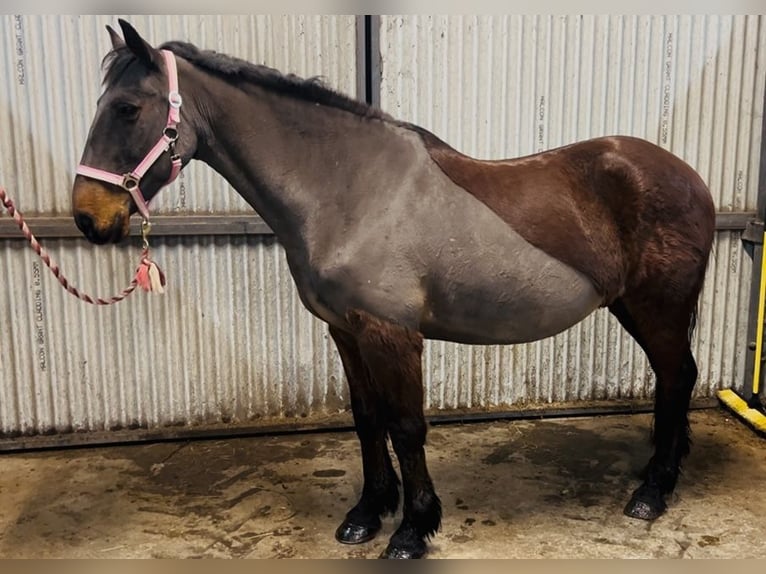 Connemara Wallach 9 Jahre 148 cm Brauner in Sligo