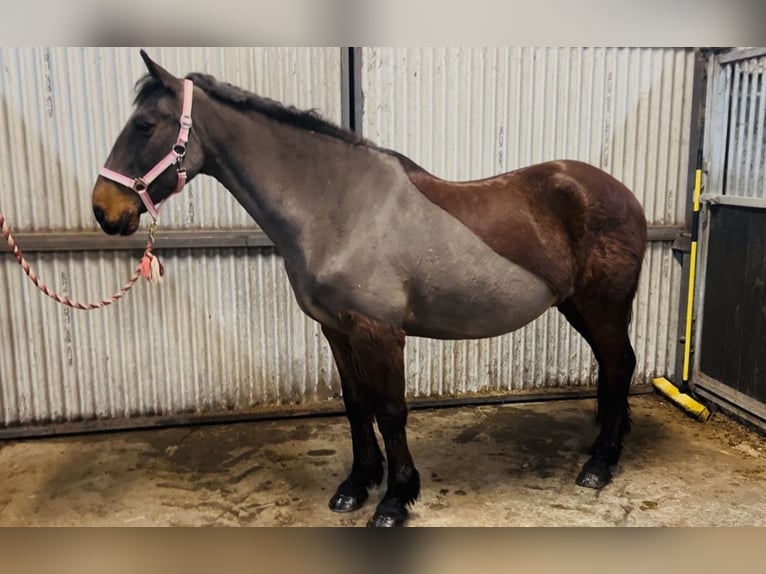 Connemara Wallach 9 Jahre 148 cm Brauner in Sligo