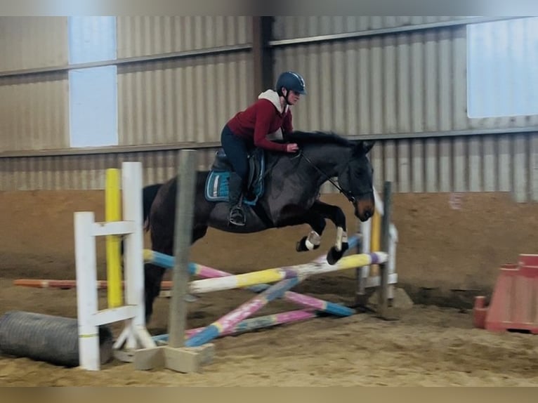 Connemara Wallach 9 Jahre 148 cm Brauner in Sligo