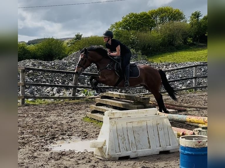 Connemara Wallach 9 Jahre 148 cm Brauner in Sligo