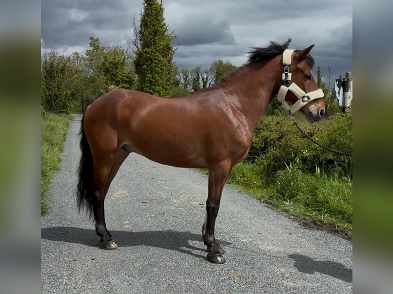 Connemara Wallach 9 Jahre 148 cm Brauner in Sligo
