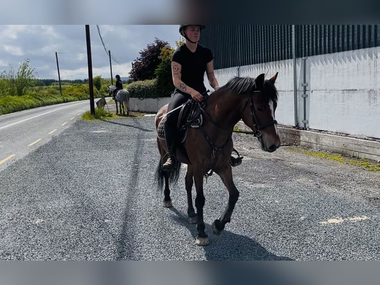Connemara Wallach 9 Jahre 148 cm Brauner in Sligo