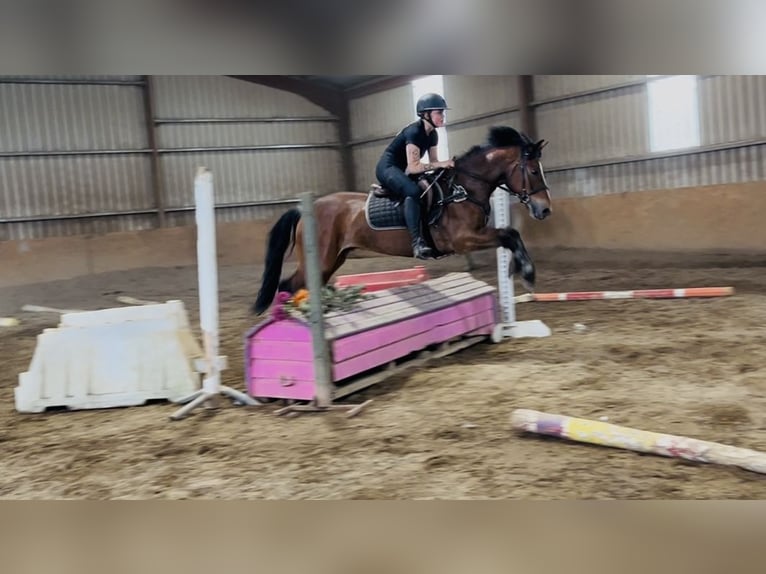 Connemara Wallach 9 Jahre 148 cm Brauner in Sligo