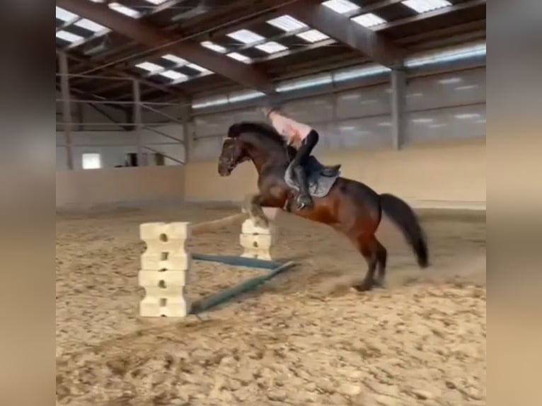 Connemara Wallach 9 Jahre 148 cm Dunkelbrauner in Hennef