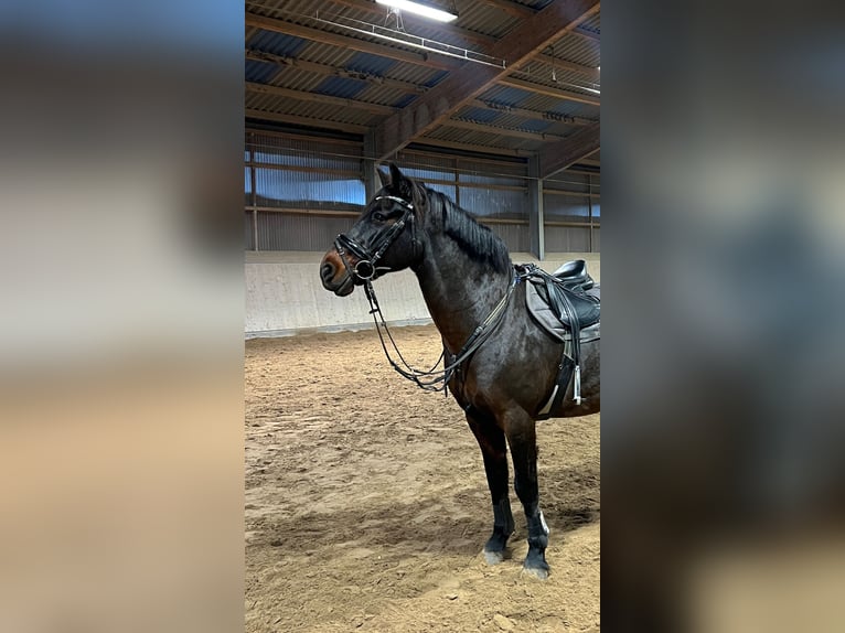 Connemara Wallach 9 Jahre 148 cm Dunkelbrauner in Hennef