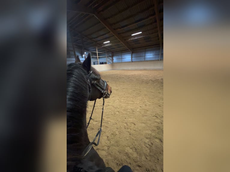 Connemara Wallach 9 Jahre 148 cm Dunkelbrauner in Hennef