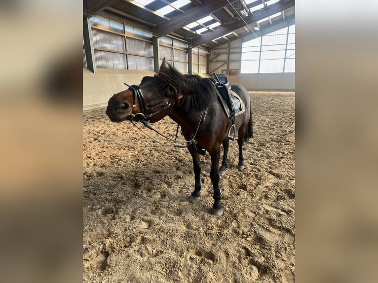 Connemara Wallach 9 Jahre 148 cm Dunkelbrauner in Hennef