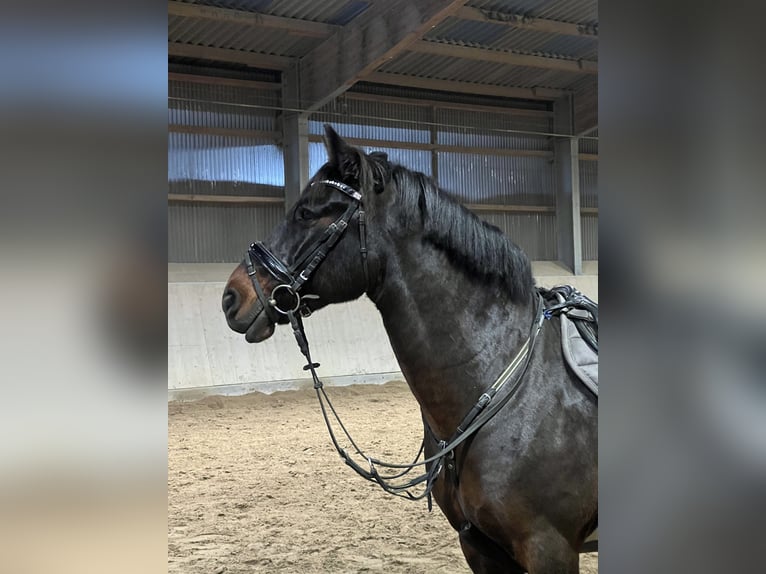 Connemara Wallach 9 Jahre 148 cm Dunkelbrauner in Hennef