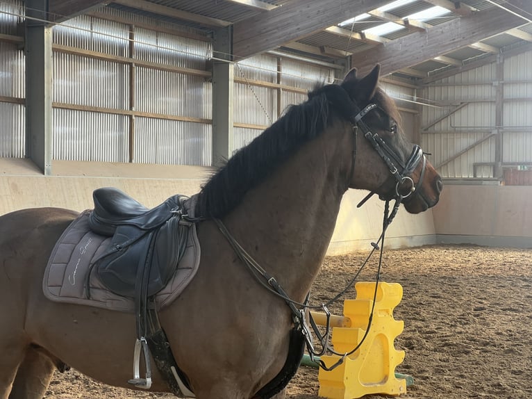 Connemara Wallach 9 Jahre 148 cm Dunkelbrauner in Hennef