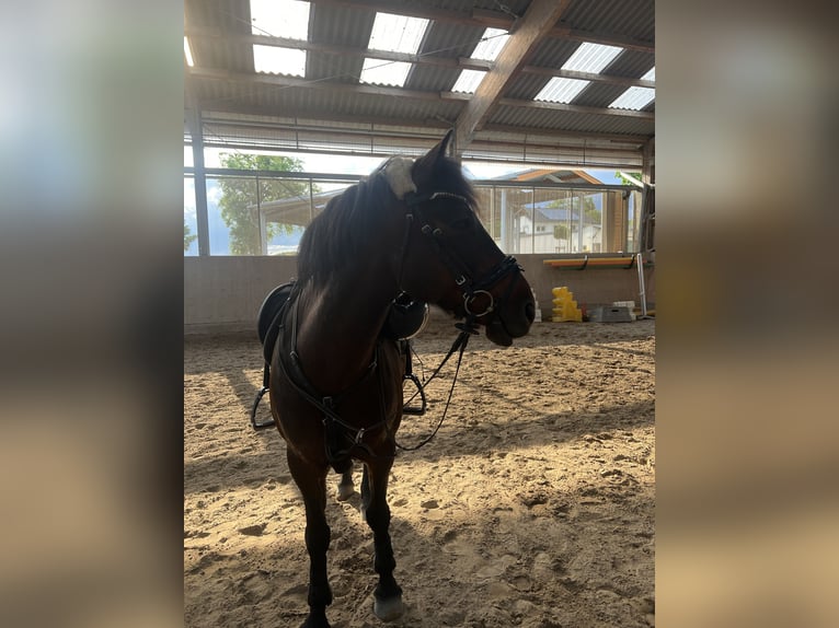 Connemara Wallach 9 Jahre 148 cm Dunkelbrauner in Hennef