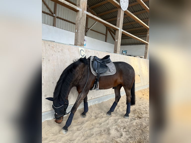 Connemara Wallach 9 Jahre 148 cm Dunkelbrauner in Hennef