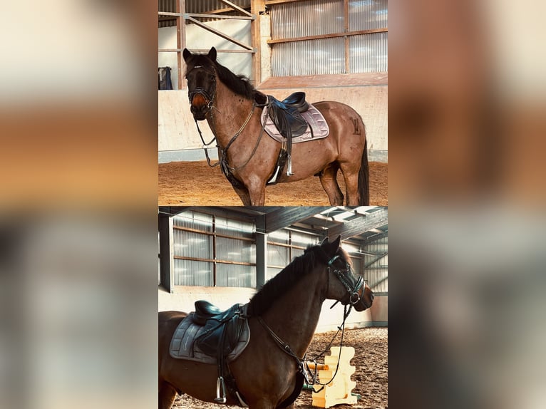 Connemara Wallach 9 Jahre 148 cm Dunkelbrauner in Hennef