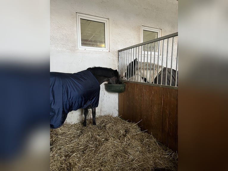 Connemara Wallach 9 Jahre 148 cm Dunkelbrauner in Hennef