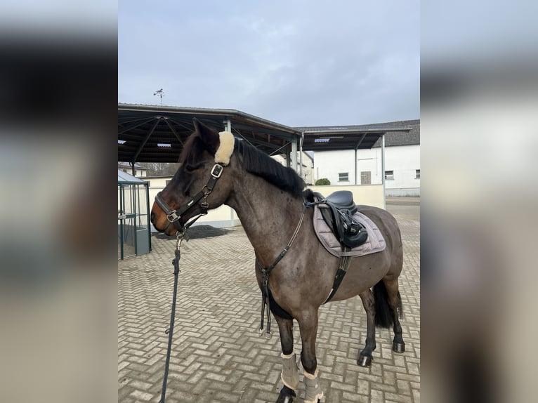 Connemara Wallach 9 Jahre 148 cm Dunkelbrauner in Hennef