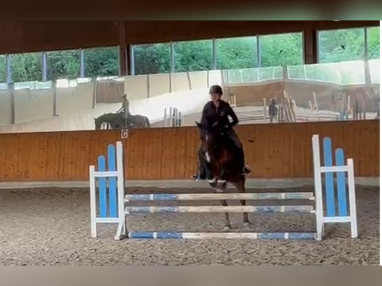 Connemara Wallach 9 Jahre 150 cm Brauner in Weil der Stadt