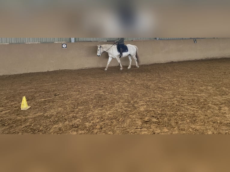 Connemara Wallach 9 Jahre 150 cm Schimmel in Heinzenbach