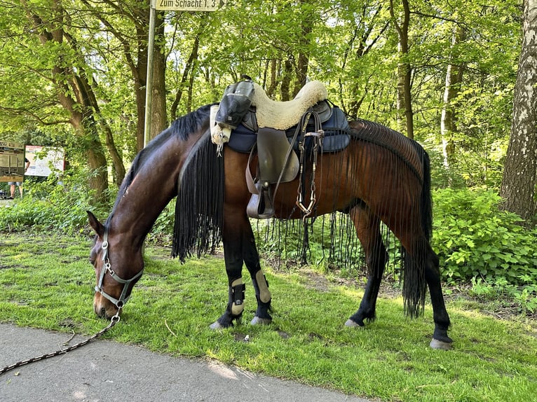 Connemara Wallach 9 Jahre 153 cm Brauner in Weyhe