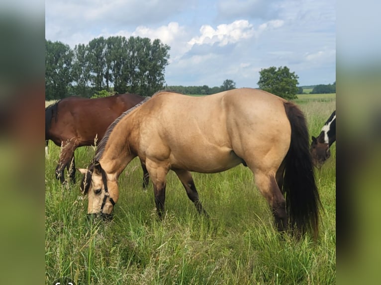 Connemara Mix Wallach 9 Jahre 154 cm Falbe in Groß Wüstenfelde