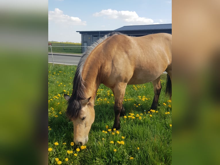 Connemara Mix Wallach 9 Jahre 154 cm Falbe in Groß Wüstenfelde