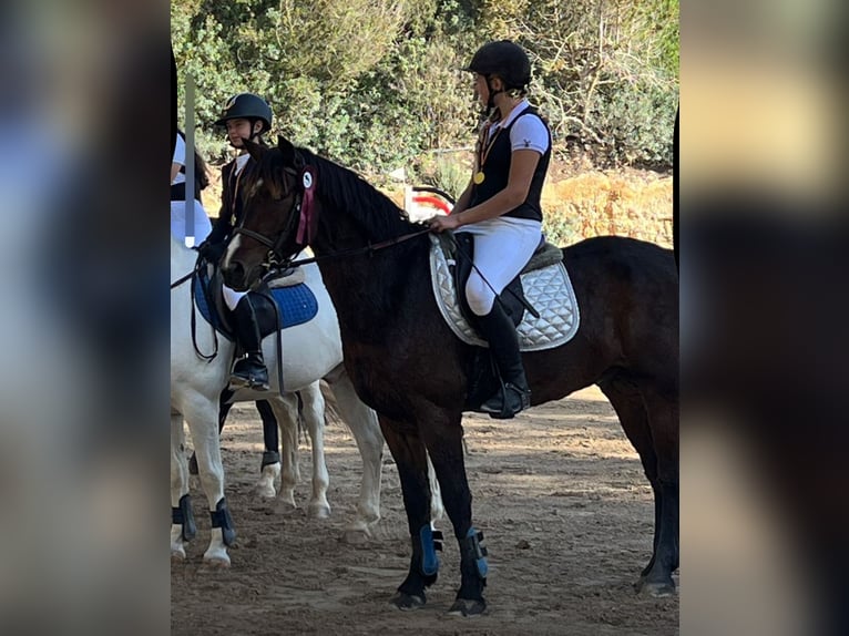 Connemara Wallach 9 Jahre 154 cm Falbe in Santa Gertrudis De Fruitera