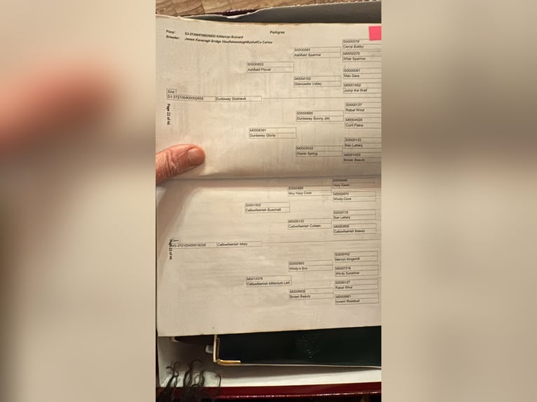 Connemara Wallach 9 Jahre 154 cm Falbe in Santa Gertrudis De Fruitera